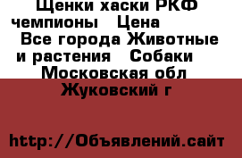 Щенки хаски РКФ чемпионы › Цена ­ 90 000 - Все города Животные и растения » Собаки   . Московская обл.,Жуковский г.